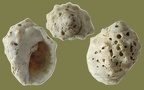 Purpura (Mancinella) (Thais) bufo (Lamarck, 1822)