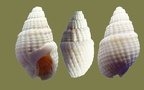 Gattung Nassarius (Dumeril, 1806)