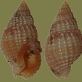 Nassarius reticulatus -  6. Fund