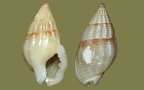 Tritia (Nassarius) cuvierii (Payraudeau, 1826)