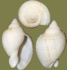 Tritia (Nassarius) mutabilis (Linnæus, 1758)