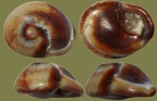Tritia (Cyclope) neritea (Linnæus, 1758)