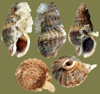 Familie Nassariidae (Iredale, 1916 (1835))