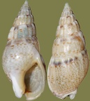 Tritia unifasciata (Nassarius unifasciatus) (Kiener, 1834)