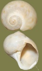Natica dillwynii (Notocochlis dillwynii) (Payraudeau, 1826)