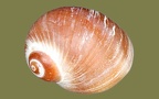 Gattung Natica (Scopoli, 1777)