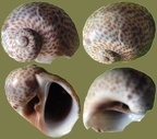 Natica (Naticarius) stercusmuscarum (Gmelin, 1791)