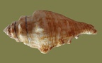 Gattung Lambis (Röding , 1798)