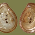 Viviparus contectus -  1. Fund (Operculum)