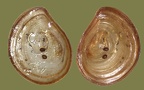 Viviparus contectus -  1. Fund (Operculum)