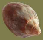 Cymbiola (Aulicina) vespertilio (Linnæus, 1758)