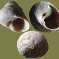 Gibbula divaricata -  1. Fund