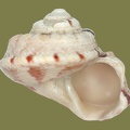 Gibbula magus -  1. Fund 