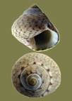 Phorcus (Monodonta) (Osilinus) mutabilis (Philippi, 1846) 