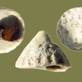 Trochus stellatus -  2. Fund