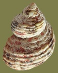 Turbo (Marmarostoma) argyrostomus (Linnæus, 1758)