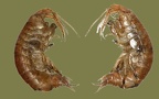 Gattung Gammarus (Linnæus, 1758)