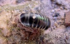 Unterstamm Myriapoda (Latreille, 1802)