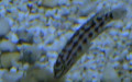 Ordnung Cichliformes (Betancur-R. et al., 2013)