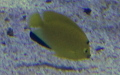 Apolemichthys trimaculatus -  1. Fund
