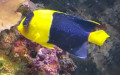 Klasse Actinopterygii (Cope, 1871)