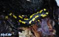 Salamandra salamandra salamandra (Linnæus, 1758)