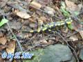 Salamandra salamandra salamandra -  6. Fund