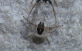 Menemerus semilimbatus -  2. Fund (Männchen & Weibchen)