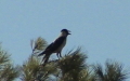 Corvus corone cornix -  2. Fund