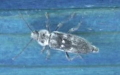 Familie Cerambycidae (Latreille, 1802)