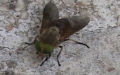 Philipomyia aprica -  1. Fund