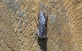 Tabanus maculicornis -  1. Fund (Männchen)