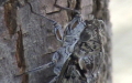 Cicada (Tettigia) orni (Linnæus, 1758)