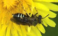 Familie Andrenidae (Latreille, 1802)