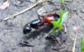Familie Formicidae (Latreille, 1802)