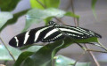 Gattung Heliconius (Kluk, 1780)