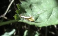 Familie Oecophoridae (Bruand, 1851)