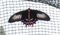 Familie Papilionidae (Latreille, 1809)