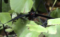 Familie Papilionidae (Latreille, 1809)