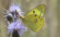 Colias hyale -  2. Fund