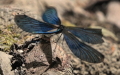 Calopteryx virgo -  8. Fund (Männchen)