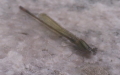 Ischnura elegans -  8. Fund (Weibchen)