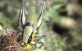 Eupholidoptera chabrieri -  2. Fund (Männchen)