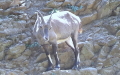 Capra ibex -  1. Fund