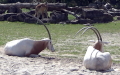 Oryx dammah -  1. Fund
