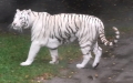 Panthera tigris -  3. Fund (Weißer Tiger)