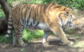 Panthera tigris altaica -  1. Fund