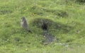 Marmota marmota -  2. Fund