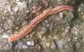 Stamm Annelida (Lamarck, 1809)