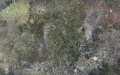 Maja crispata (verrucosa) (Risso, 1827)